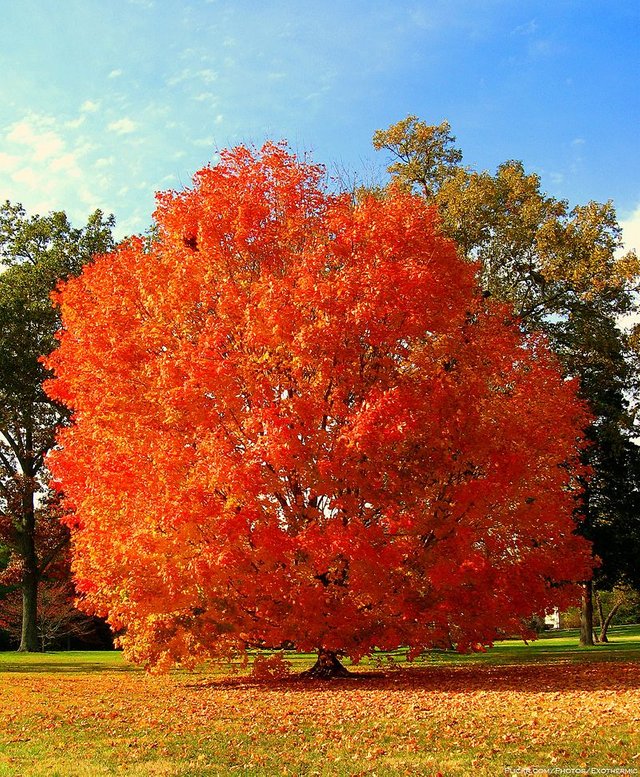 Unidentified_orange_red_tree.jpg