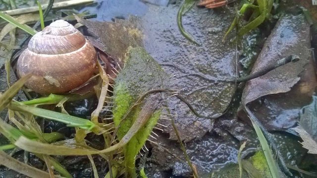 Snail and Leaf Photography in Steemit Blog