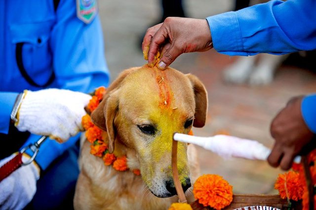 dog-Tihar-police-training-school.jpg