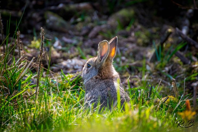 Easter Bunny with mark.jpg