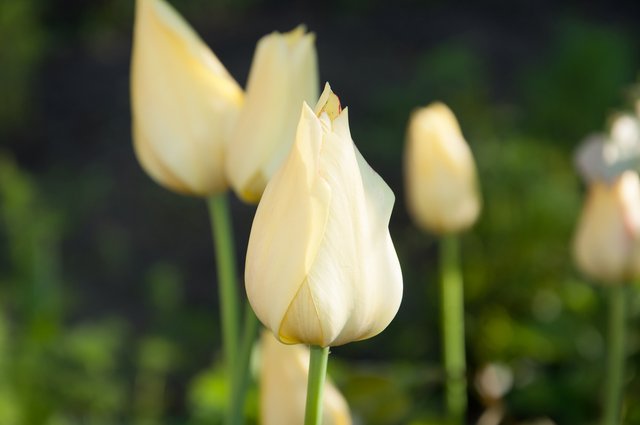 tulips