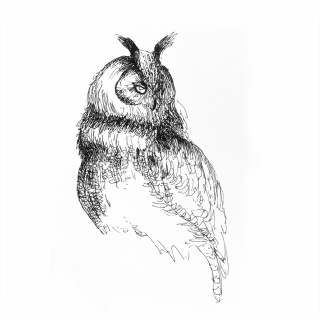 owl.JPG