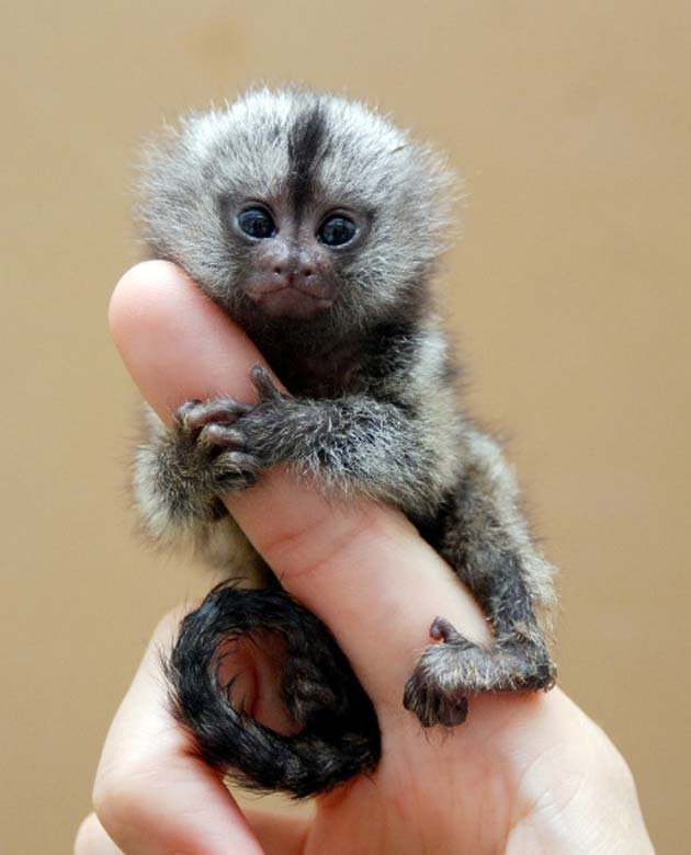 Patuljasti-marmoset1.jpg