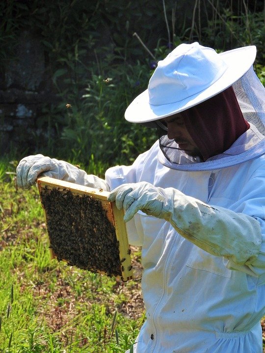 beekeeper-2704956_960_720.jpg