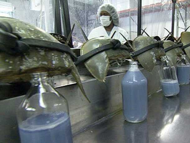 every-fda-approved-drug-must-be-tested-with-a-chemical-that-can-only-be-harvested-from-horseshoe-crab-blood.jpg