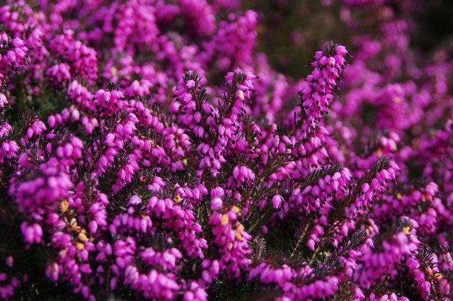 common-heather-calluna-vulgaris.jpg