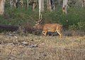 120px-MNP_spotted_deer_buck.JPG