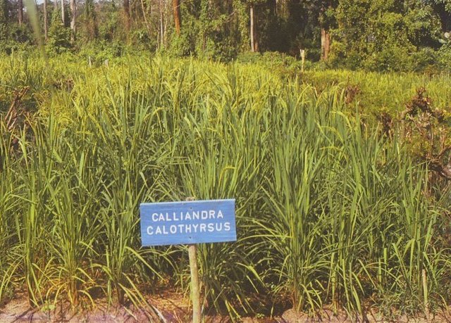 rumput-Calliandra-calothyrsus.jpg
