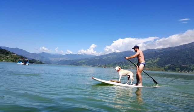 paddleboarding dog.jpg