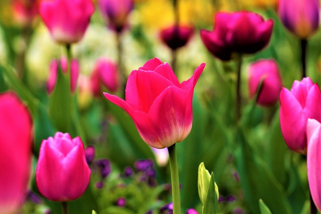 Tulpen (2).JPG