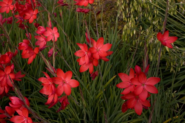 Deep Red Flowers.jpg