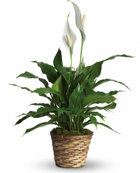 tanaman-hias-peace-lily.jpg