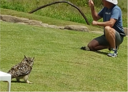 FalconRidge CapeEagleOwl.png