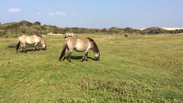 Changeyourspace-dunes-horses.jpg