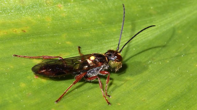 Insects Hymenoptera Tiphiidae Tachynomyia abdominalis n2 BY Tas 2017-10-14.jpg