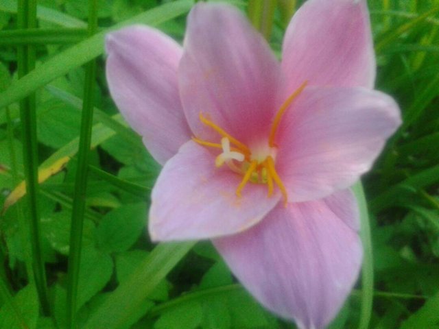 Una hermosa flor silvestre — Steemit
