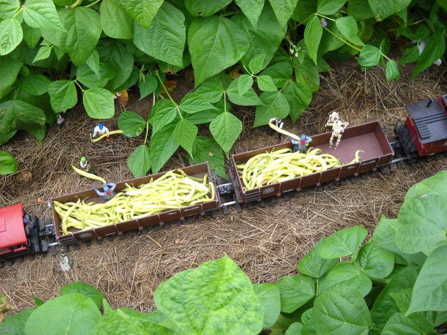 Yellow bean harvest 7-26-11 012.jpg