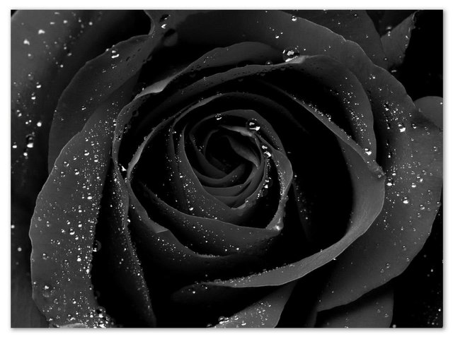 black-rose-wallpaper-24.jpg