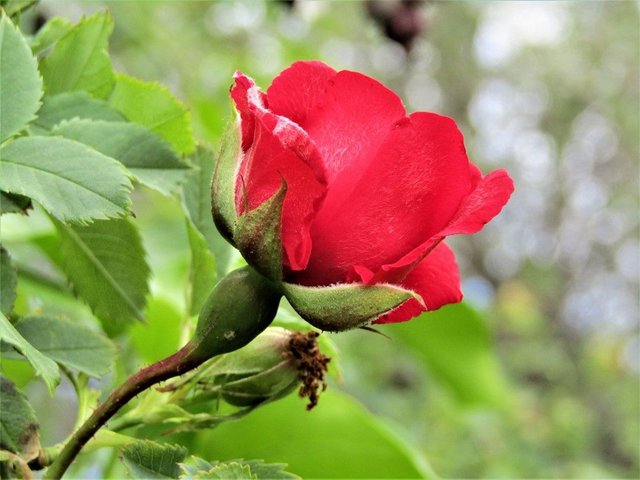 red roses b.JPG