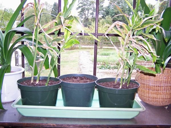 Ginger - potted up crop Oct.2016.jpg