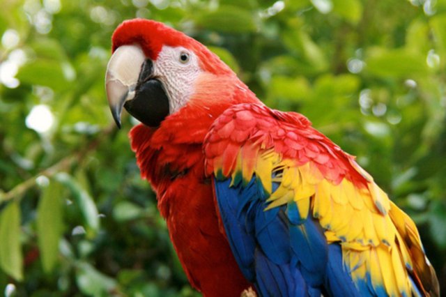 harry_scarlet_macaw.jpg