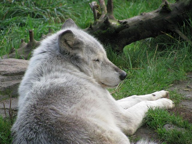 wolf-756795_1920.jpg