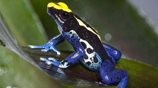 Yellow Banded Poison Dart Frog -04.jpg