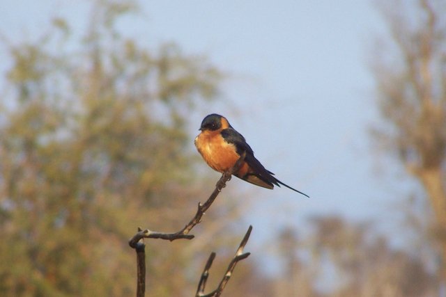 KNP Satara-Lower Sabi 2009 104.JPG