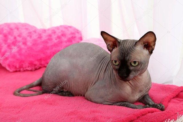 depositphotos_50839927-stock-photo-beautiful-gray-sphinx-cat.jpg