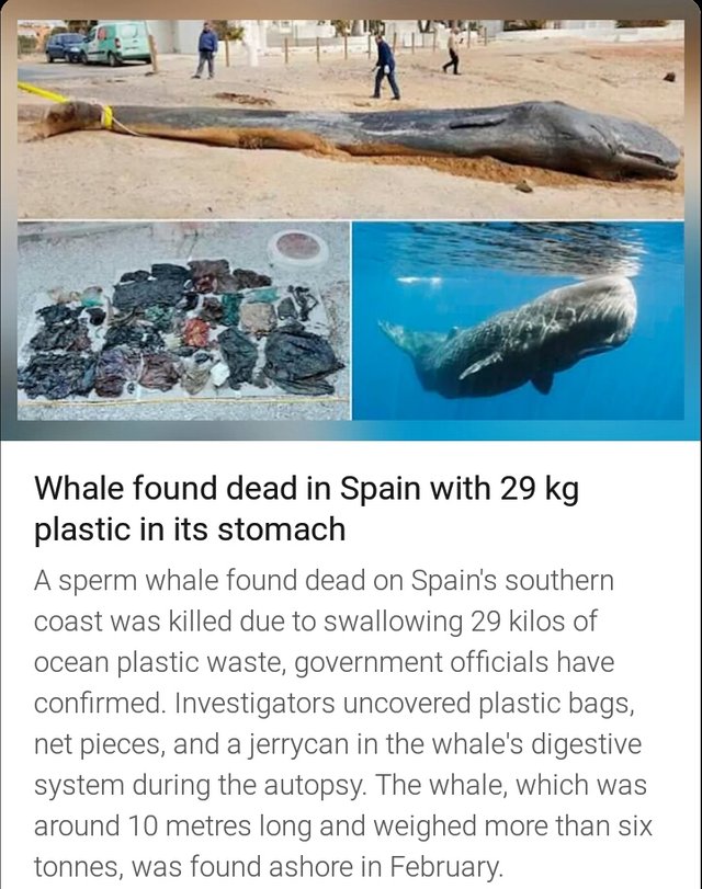 whale plasic.jpg