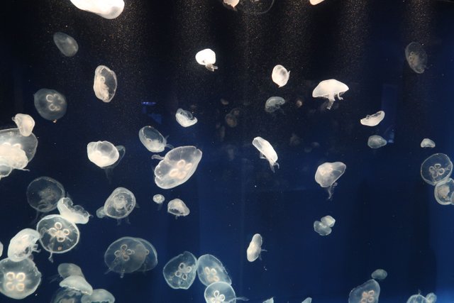 Wall of jellyfish The Tennessee Aquarium in Chattanooga.JPG