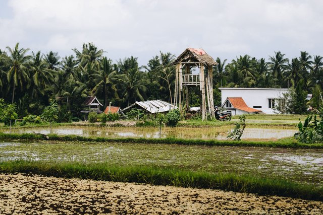 UBUD (4 of 15).jpg