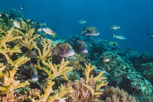 vibrant-reef-fish-feed-on-plankton-above-a-coral-reef-in-indones_1360-186.jpg