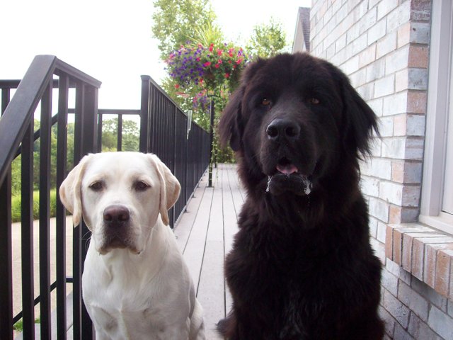 lab & Newfoundland.jpg