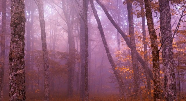 pinkforest.jpg