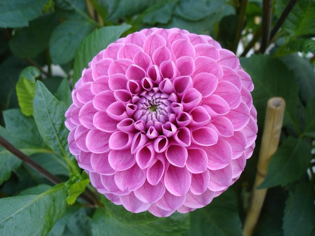 Dahlia_Mary's_Jomanda.jpg