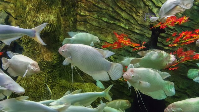 Vinpearl Land Phu Quoc Aquarium 3.jpg