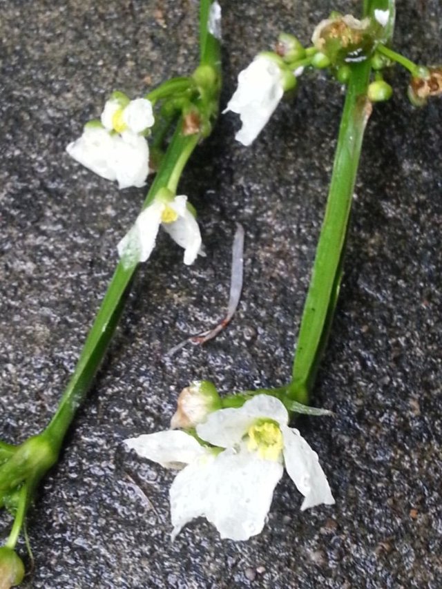 flower after rain8.jpg