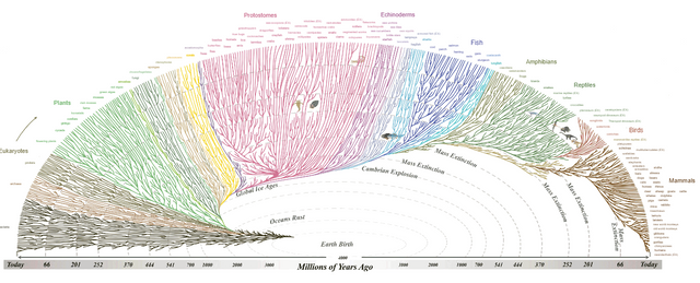 evoluton.png