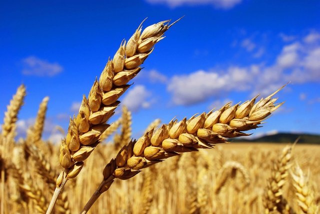 New-crop-Soft-Wheat-Ukraine.jpg