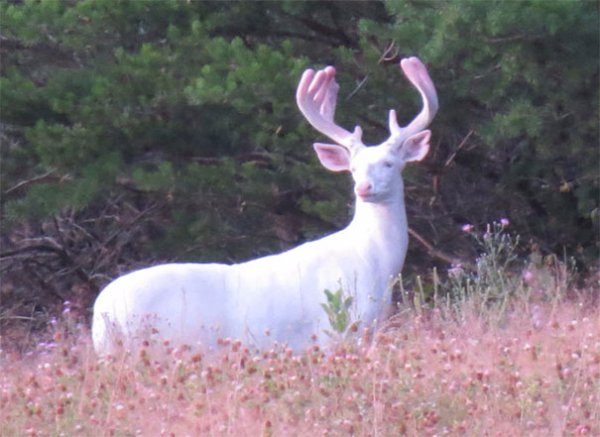 An albino deer spotted in Northwestern Wisconsin.jpg