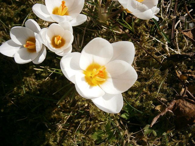 Crocus_'Snow_bunting'05.jpg