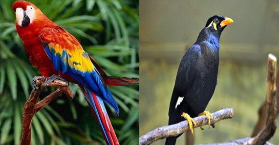 Macaw Beautiful  Colorful Birds   Steemit