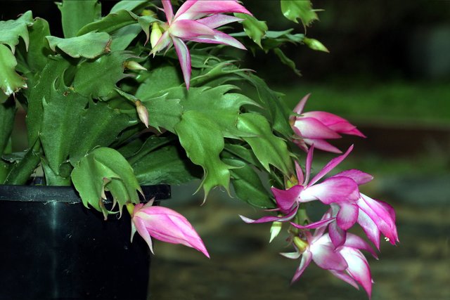 Plant 139 Schlumbergera truncata 2018-04-08 n1.jpg