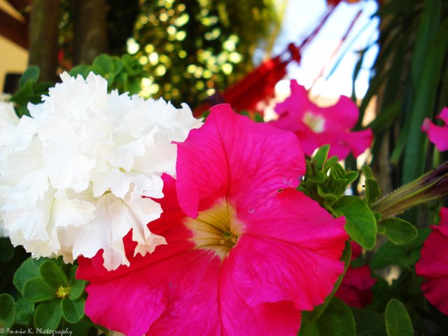 DSC03056-beautiful-flower-shot.jpg