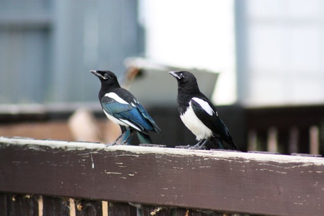 Magpies on Fence.jpg