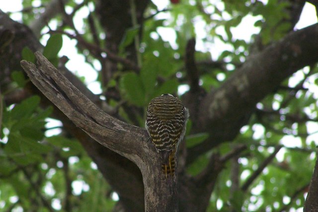 KNP Satara-Lower Sabi 2009 332.JPG