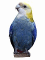 Budgie 60HS.jpg