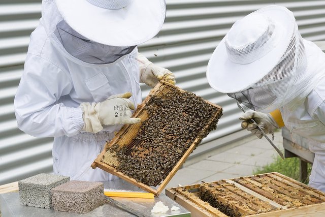beekeeper-2650663_960_720.jpg