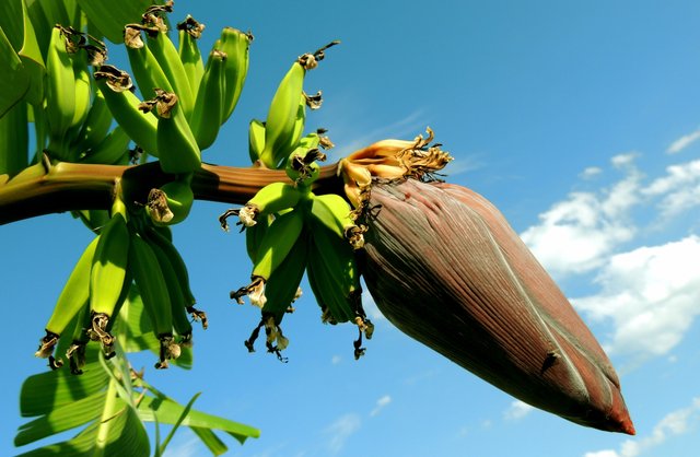 banana-banana-tree-bunch-of-bananas-fruit-60581.jpeg